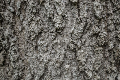 Full frame shot of tree trunk