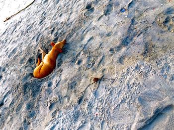 High angle view of lizard on snow