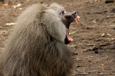 Portrait of a baboon opening its mouth wide