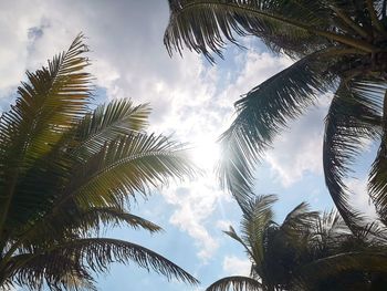 Low angle view of palm trees against sky