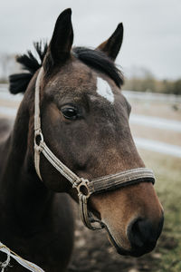 Close-up of horse in ranch