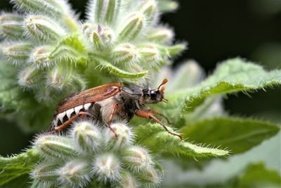 Close-up of bee pollinating flower