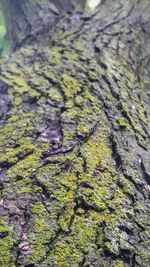 Full frame shot of moss