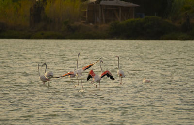 View of birds in sea