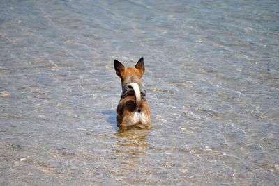 Portrait of a dog in water