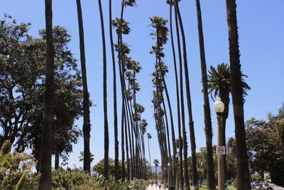 Low angle view of palm trees against clear sky