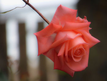 Close-up of red rose