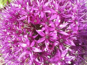 Full frame shot of pink flower