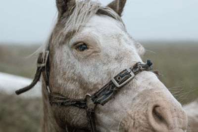 Close-up of horse horse pony eyes snout in haze fog foggy