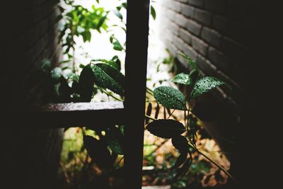 Close-up of potted plant