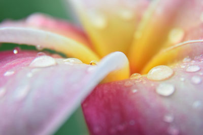 Close-up of wet yellow flower petal