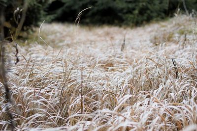 Close-up of stalks in field