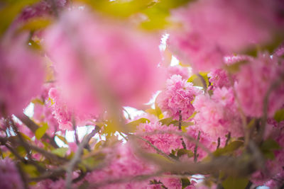 Close-up of pink cherry blossoms in spring