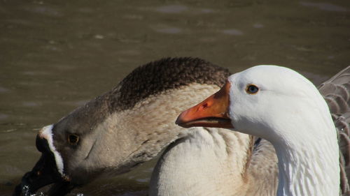 Close-up of duck swimming in lake