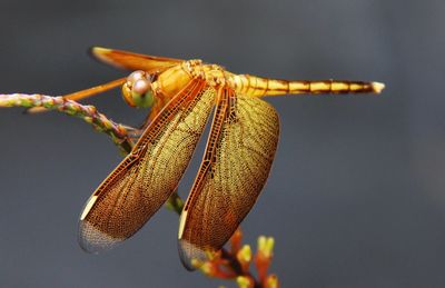 Close-up of dragonfly on plant