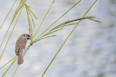 Close-up of bird perching on rope