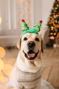 Funny portrait of a muzzle of a pet dog smiling and looking at the camera at christmas on holiday