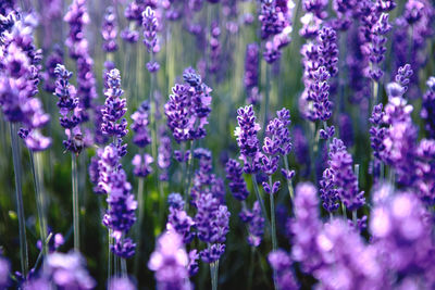 Lavender flower field at sunset rays