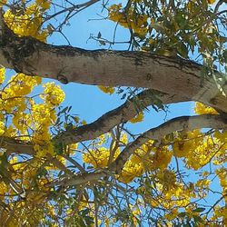 Close-up of yellow flower tree against sky