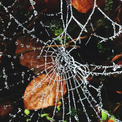 Close-up of wet spider web