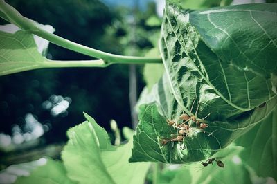 Close-up of insect on leaf