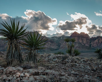 Plants growing on land against sky