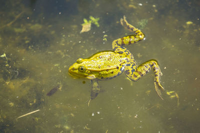 Frog swimming in lake