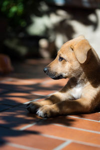 Dog lying on the ground