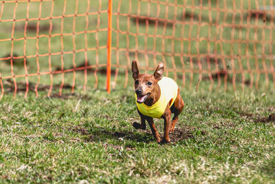 Dogs running on field