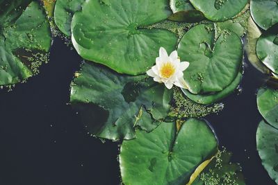 Close-up of lotus water lily in pond