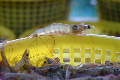 Close-up of seafood for sale in fish market