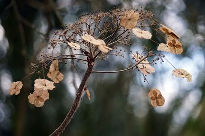 Close-up of dried plant on branch