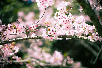 Close-up of pink cherry blossoms in spring