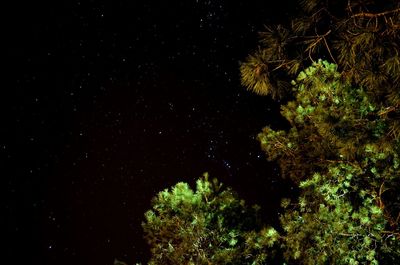 Close-up of tree at night