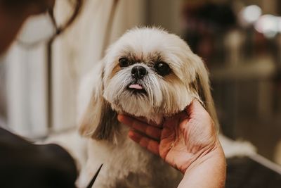 Close-up of a dog holding hand