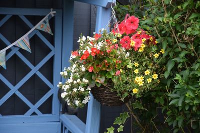 Close-up of flowering plant against building