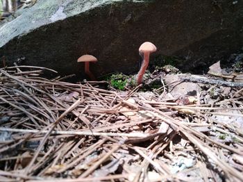 High angle view of mushrooms growing on land