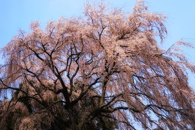 Low angle view of trees against sky