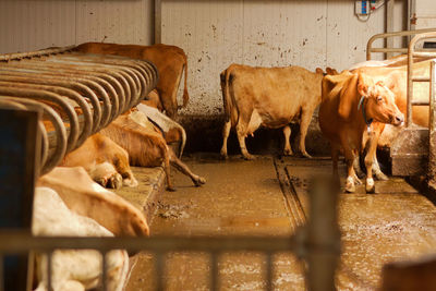 Automated cow milking shed in iceland. cows come and go as they wish.