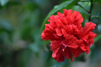 Close-up of red rose flower