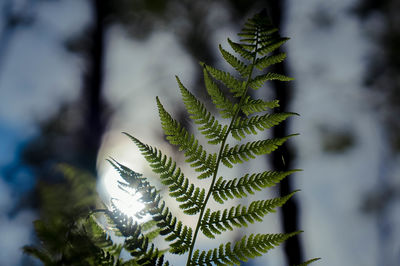 Close-up of succulent plant