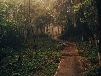 Footpath amidst trees in forest