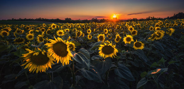 Sunflowers on field during sunset