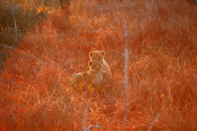 Lion cubs sitting on field