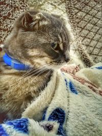 Close-up of a cat looking away