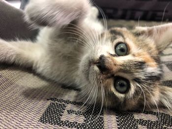 Close-up portrait of a cat