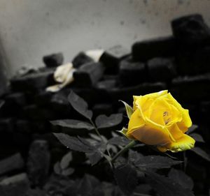 Close-up of yellow rose blooming outdoors