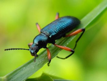 Close-up of insect on leaf