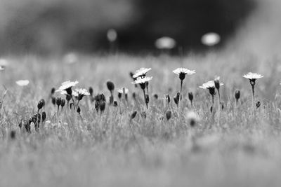 Close-up of flowers growing in field