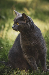 Close-up of a cat looking away